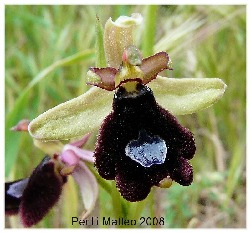 Ophrys bertolonii o explanata?